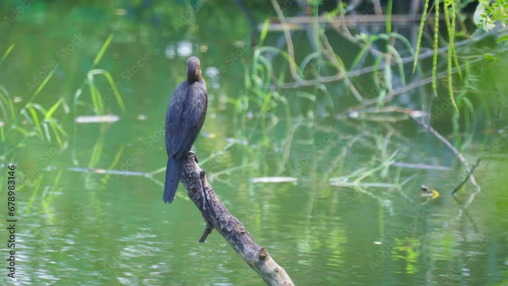Great cormorant sits on a branch in a natural pond and performs various poses.