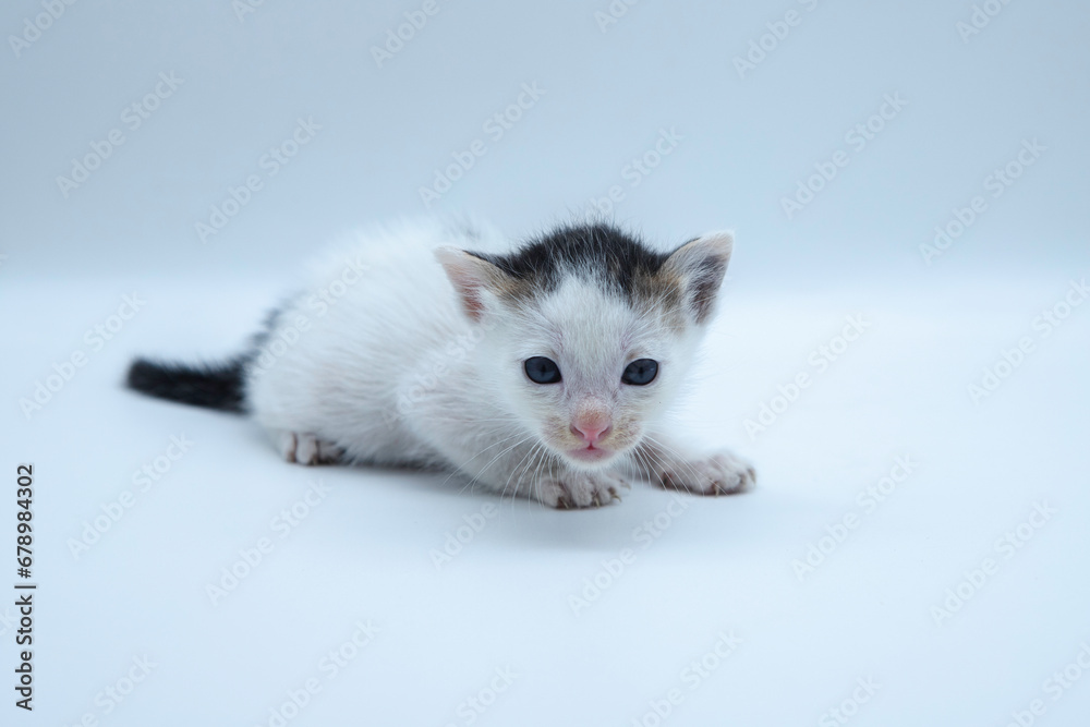 Asian cat on white background. closeup cute pet kitten portrait on clean white background