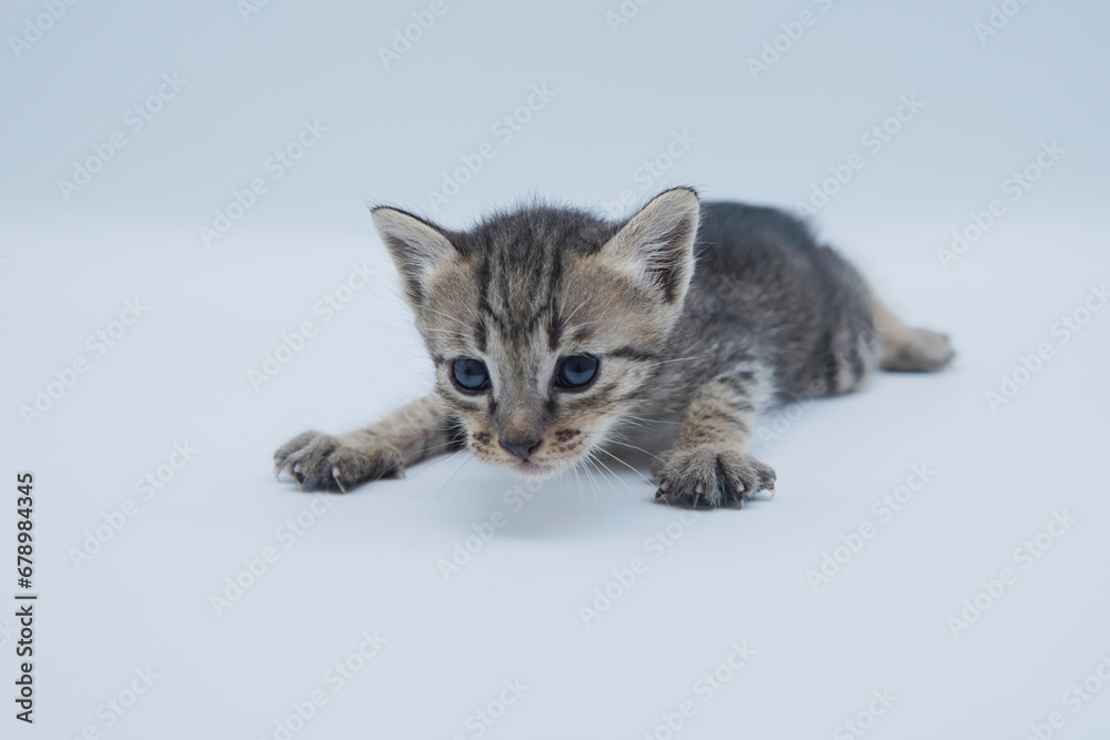 Asian cat on white background. closeup cute pet kitten portrait on clean white background Asian cat on white background. closeup cute pet kitten portrait on clean white background