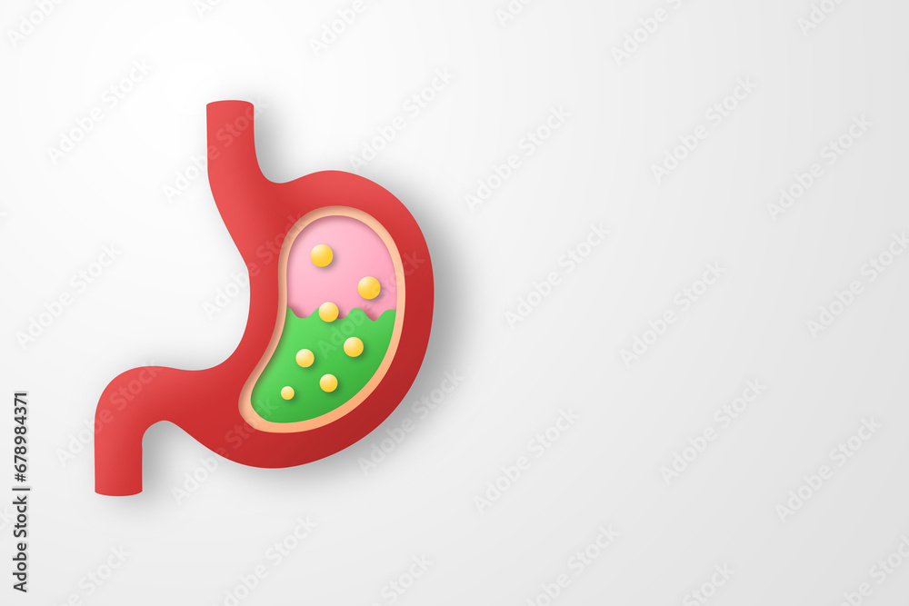 Paper craft of the human stomach on white background. Cross section of human stomach for health care concept. Paper craft of the human stomach on white background. Cross section of human stomach for health care concept.