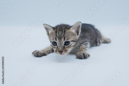 Asian cat on white background. closeup cute pet kitten portrait on clean white background