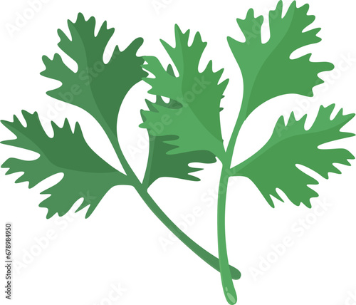 Celery leaf illustration