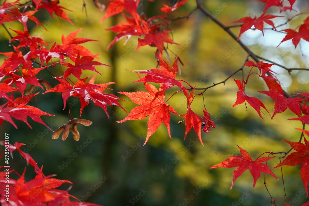kyoto,Japan - November 27, 2017 : The beautiful Shisendo temple sand park in the fall foliage season is a favorite place for tourists to take photos. kyoto,Japan - November 27, 2017 : The beautiful Shisendo temple sand park in the fall foliage season is a favorite place for tourists to take photos.