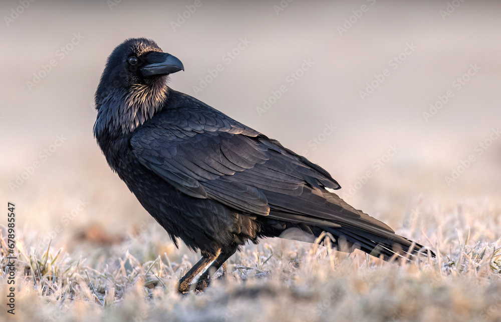 Fototapeta premium Raven bird ( Corvus corax ) close up