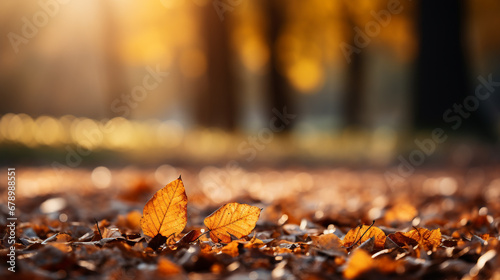 autumn leaves in the forest HD 8K wallpaper Stock Photographic Image