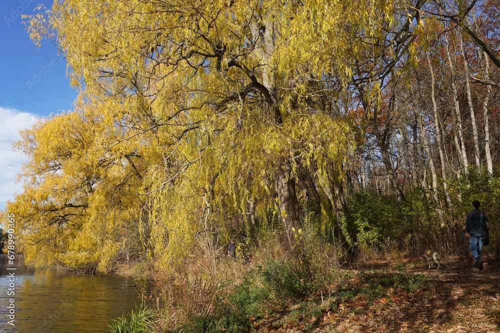 Willow trees changing to a golden color in autumn, beside a river