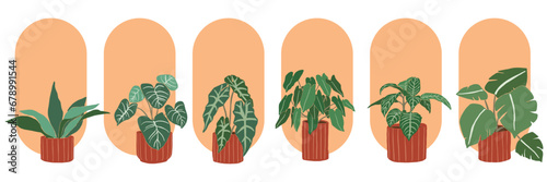 Collection of beautiful home plants and green. Flat design of different types of house plants on a white background.