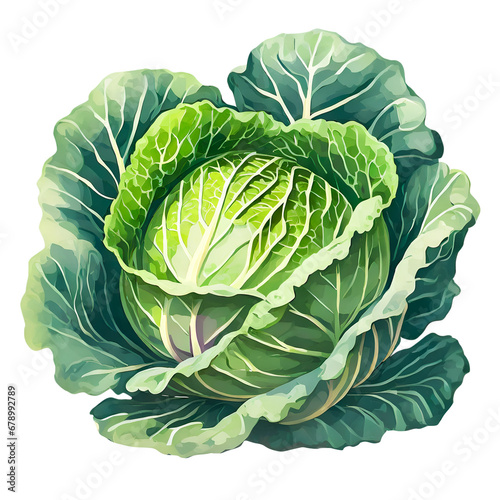 Fresh cabbage isolated on white background.