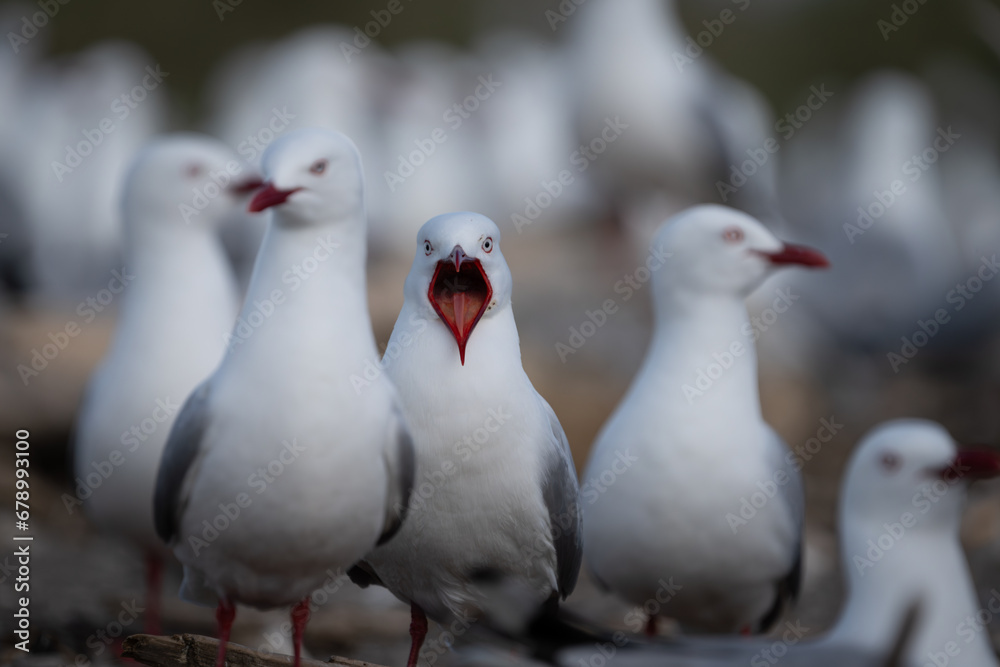 Red billed gulls on Maketu spit at nesting Red billed gulls on Maketu spit at nesting