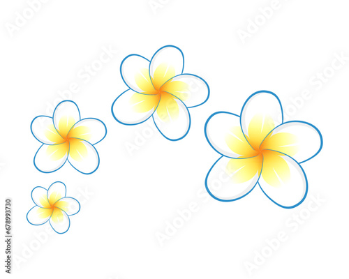 frangipani flower vector