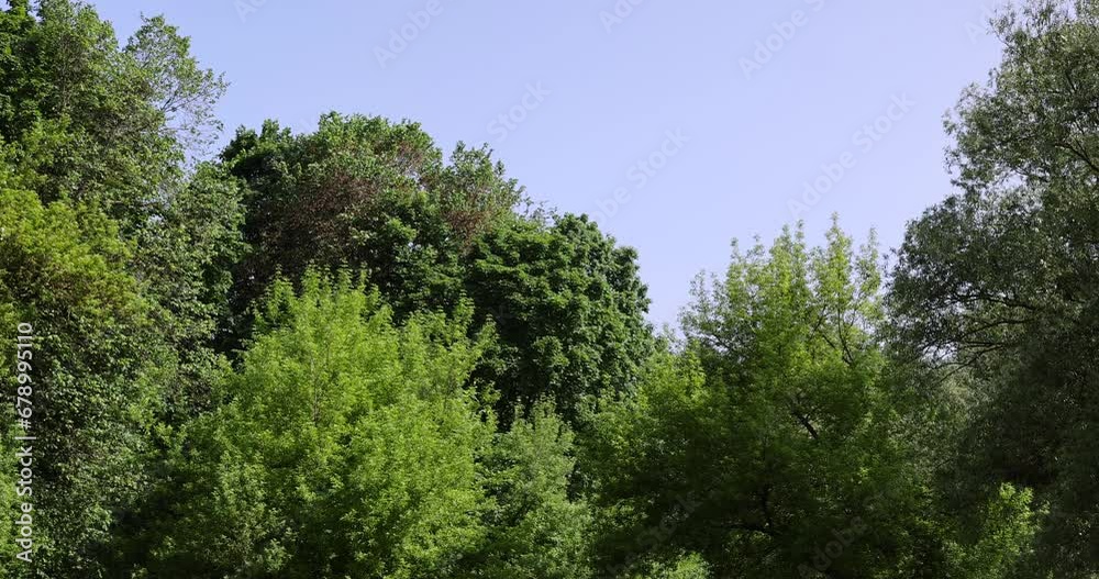 a maple tree with green foliage in the spring season , green foliage on a maple tree on a sunny day a maple tree with green foliage in the spring season , green foliage on a maple tree on a sunny day