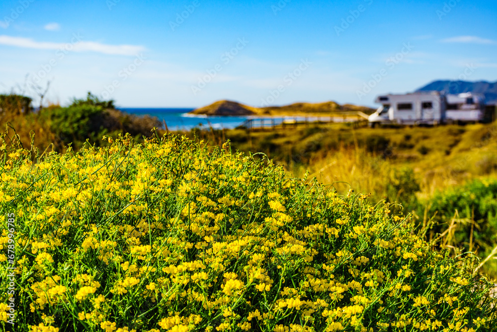 Flowers on coast and camper rv camp on beach in the distance