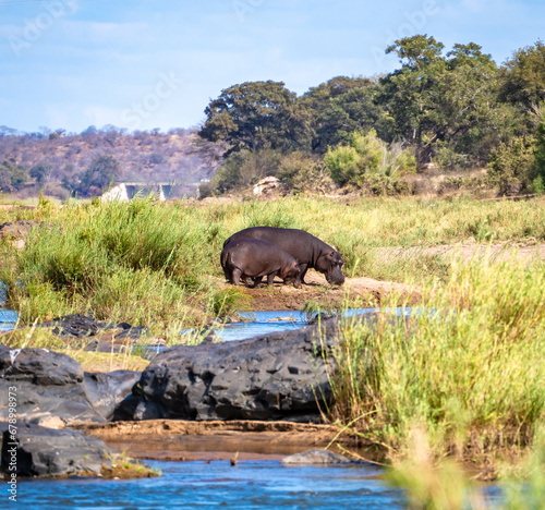 Wild Hippopotamus close ups in Kruger National Park  South Africa