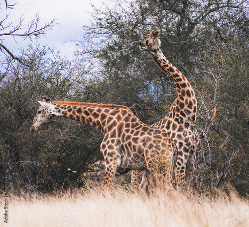 Wild Giraffe close ups in Kruger National Park  South Africa