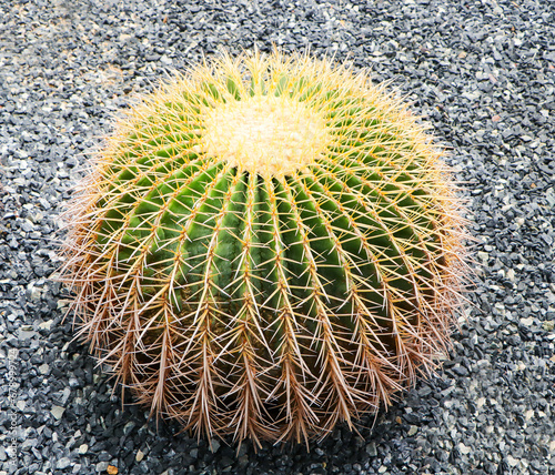 Cactus Sphere in garden, park with small white pebbles. light green skin Numerous thorns. Grown as an ornamental plant, Golden barrel Echinococcus grusonii. photo