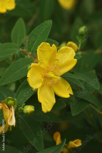 Fototapeta Naklejka Na Ścianę i Meble -  Vertical closeup on a fresh yellow St. John's wort Hypericum perforatum flower outdoors