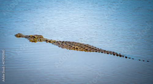 Wild Crocodile close ups in Kruger National Park, South Africa