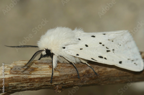 Closeup on a white Ermine tussock moth, Spilosoma lubricipeda, sitting on a twig photo