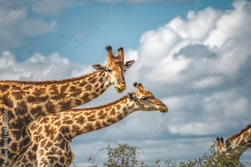 Wild Giraffe close ups in Kruger National Park, South Africa
