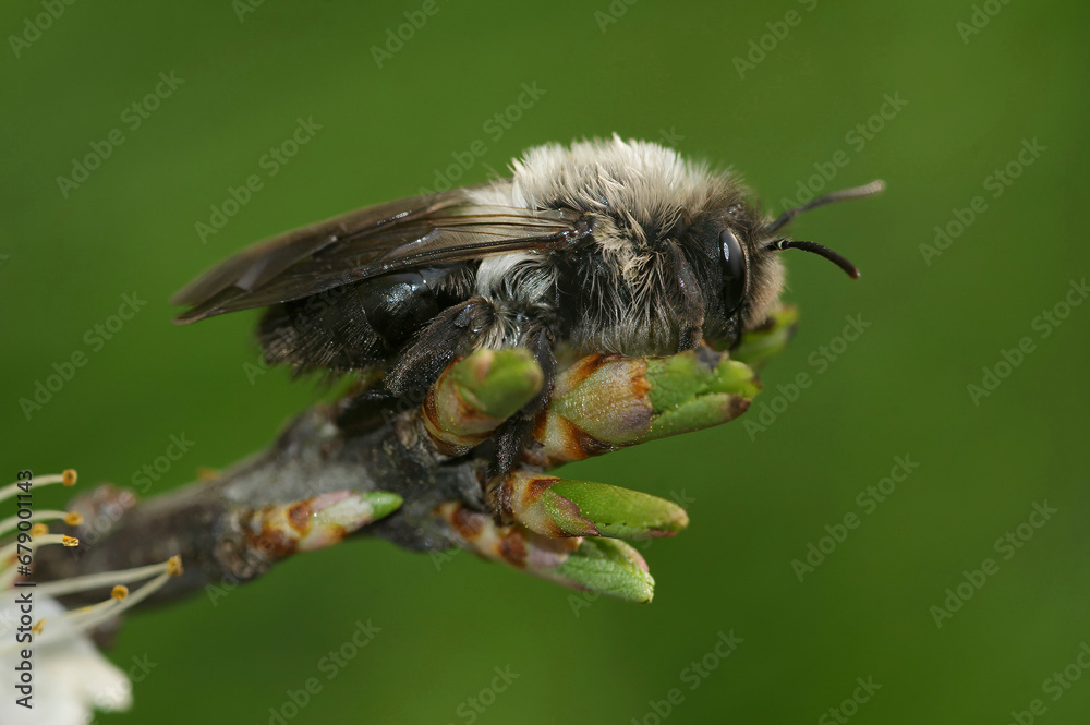 Closeup on a female Grey-backed mining bee, Andrena vaga, sitting on top of a twig Closeup on a female Grey-backed mining bee, Andrena vaga, sitting on top of a twig