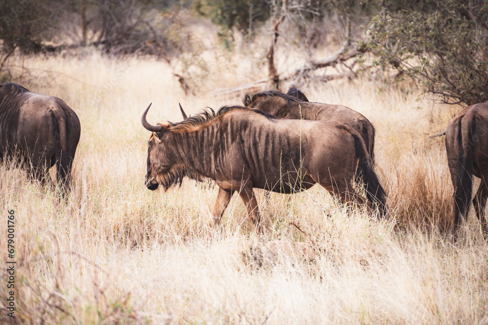 Wild Wildebeest or gnu close ups in Kruger National Park, South Africa Wild Wildebeest or gnu close ups in Kruger National Park, South Africa