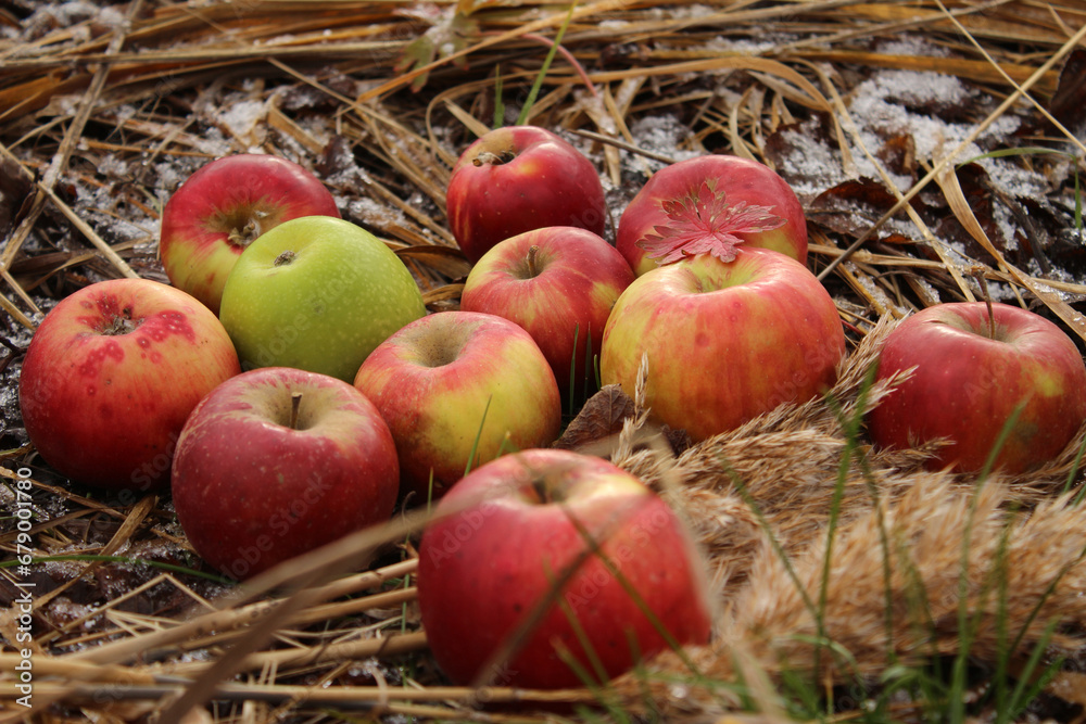Apples on the first snow on dry grass Apples on the first snow on dry grass