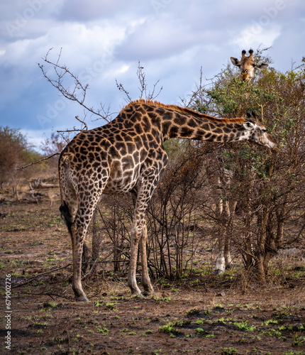 Wild Giraffe close ups in Kruger National Park, South Africa