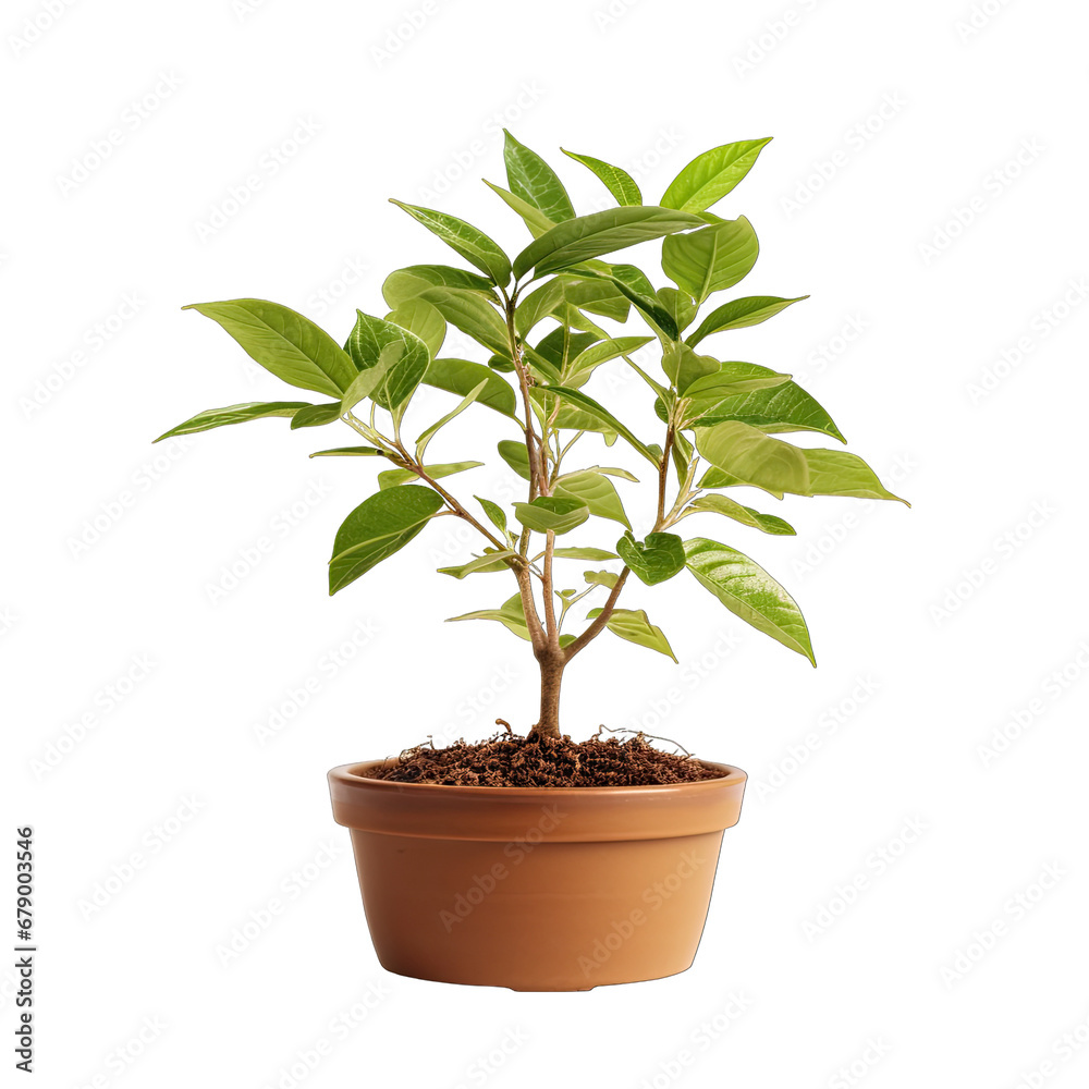 Young Sapling in a Clay Pot Isolated on Transparent or White Background, PNG Young Sapling in a Clay Pot Isolated on Transparent or White Background, PNG