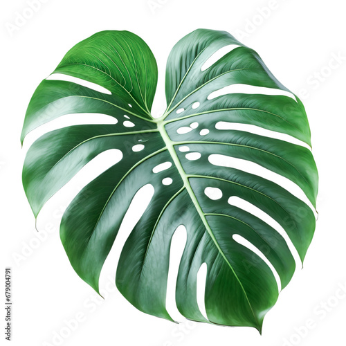 Isolated monstera leaf on white background. Monstera leaf, tropical evergreen plant isolated on white background