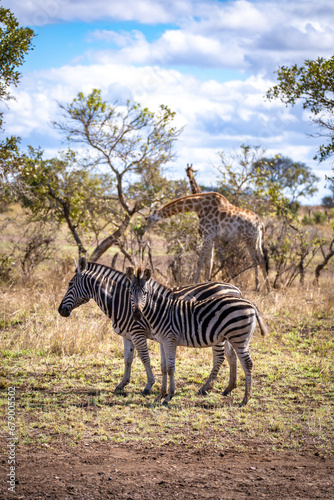 Wild zebra close ups in Kruger National Park  South Africa