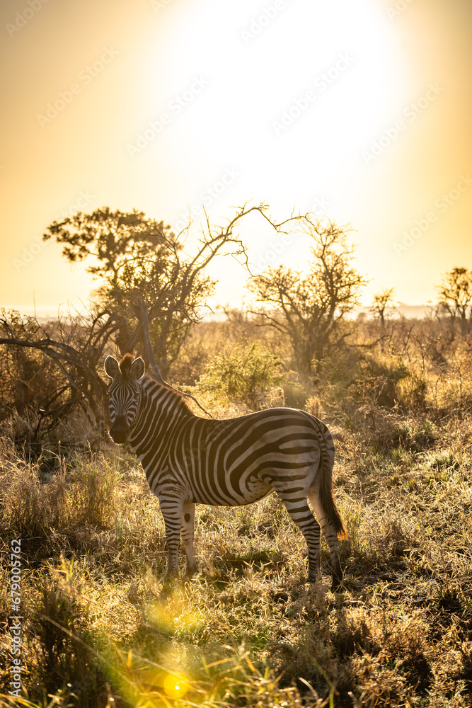 Fototapeta premium Wild zebra close ups in Kruger National Park, South Africa
