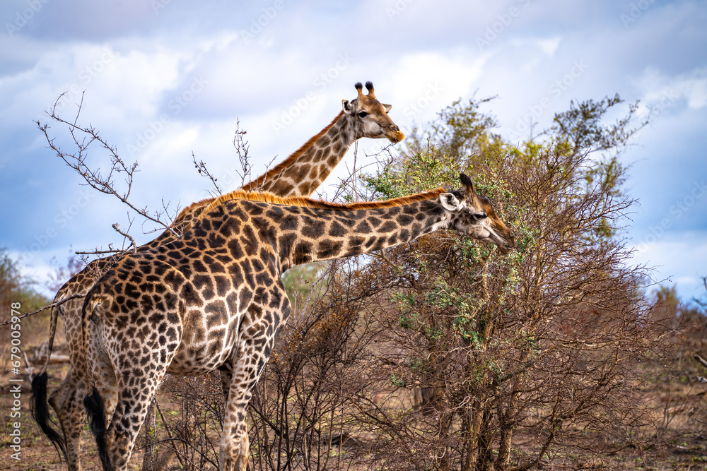 Obraz premium Wild Giraffe close ups in Kruger National Park, South Africa