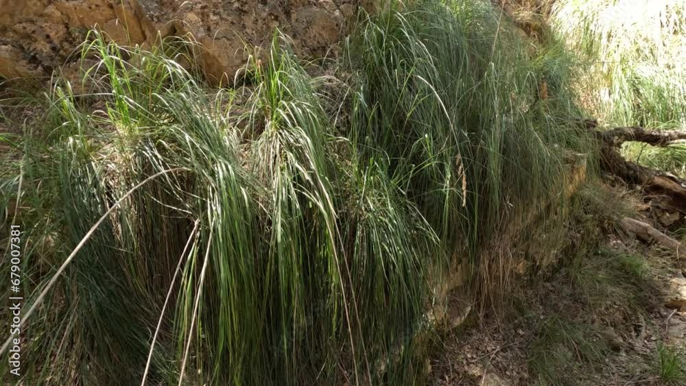 Ampelodesmos Mauritanicus, a hardy perennial herb with decumbent or erect stems, belongs to the Poaceae family. Explore its tenacity and beauty in the wild. Ampelodesmos Mauritanicus, a hardy perennial herb with decumbent or erect stems, belongs to the Poaceae family. Explore its tenacity and beauty in the wild.