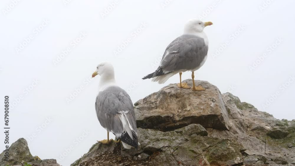 Couple of Seagulls Perched on Misty Rock, One Bird Flying Away 4K Couple of Seagulls Perched on Misty Rock, One Bird Flying Away 4K