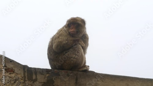 Gibraltar Barbary Macaque Sitting on Wall, Grey Misty Sky Background