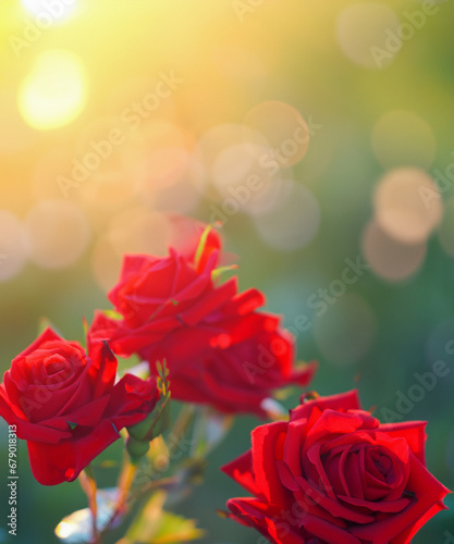 red roses at the evening sun rays  defocused blurred background