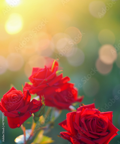 red roses at the evening sun rays, defocused blurred background