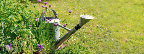 steel old watering can back flowers of shive in a grass of a garden photo