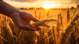 Gentle Caress of Nature Man's Hand Gracefully Moving Through a Vibrant Field of Young Wheat, Embracing the Tranquility of the Sunset