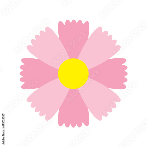 カラフルなピンク色のコスモスの花