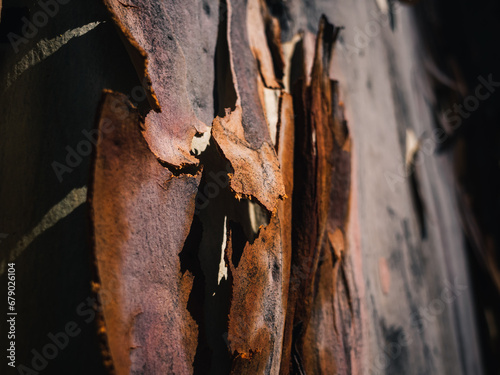 Tree bark shedding