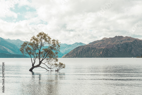 View of Wanaka tree in New Zealand