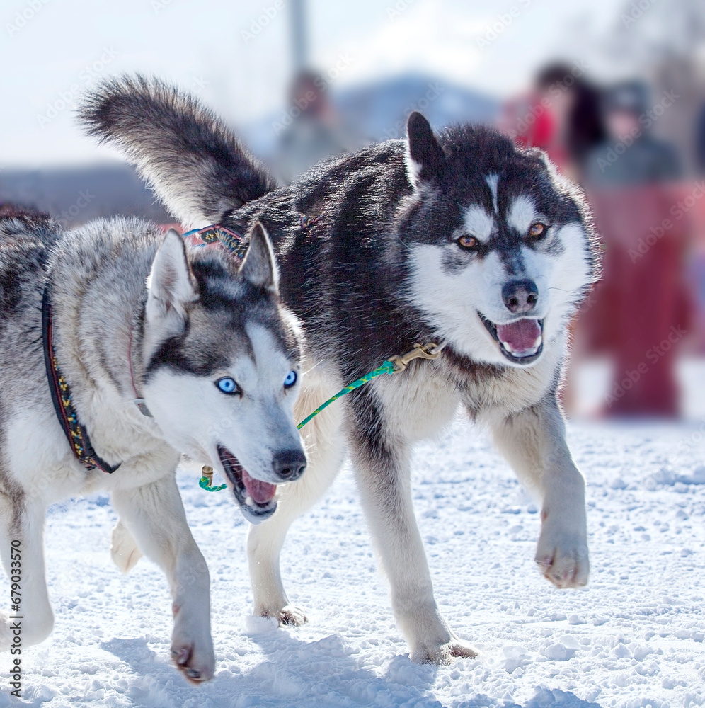 two dogs in harness pulling a sleigh competitions