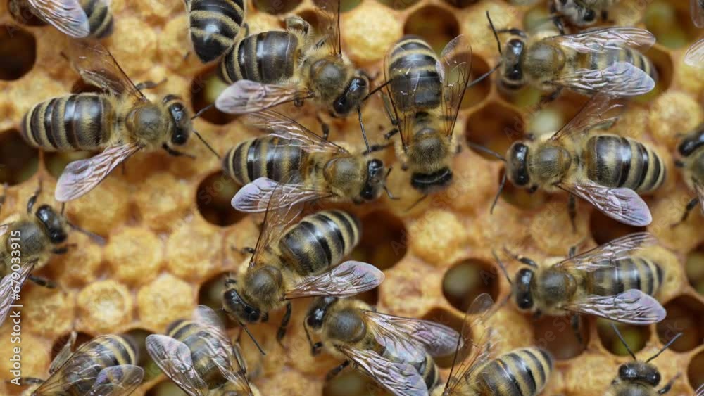 Colony bees on honeycomb in apiary. Beekeeping in countryside. Many working bees on honeycomb, closeup, macro. Detailed shot within a hive in honeycomb, wax cells with honey and pollen. Honey in combs Colony bees on honeycomb in apiary. Beekeeping in countryside. Many working bees on honeycomb, closeup, macro. Detailed shot within a hive in honeycomb, wax cells with honey and pollen. Honey in combs