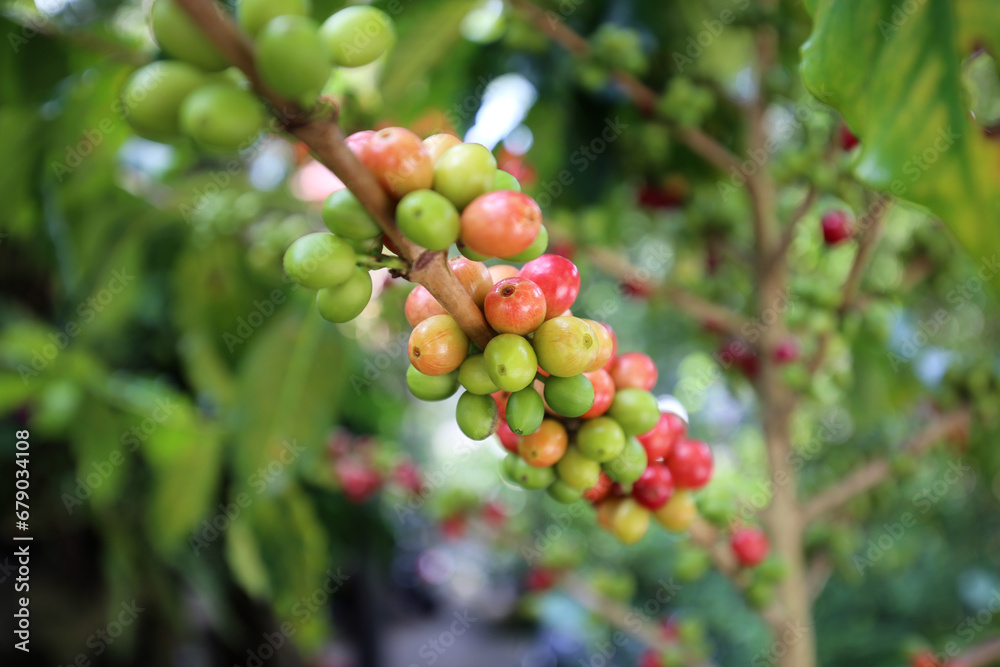 Coffee tree with raw arabica coffee bean in coffee plantation Coffee tree with raw arabica coffee bean in coffee plantation