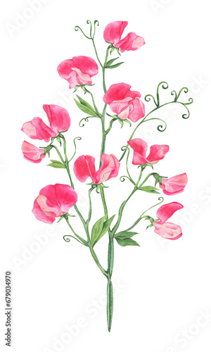 Watercolor bouquet of Sweet peas flowers. Sprigs of sweet peas. Hand drawn illustrations isolated on transparent.