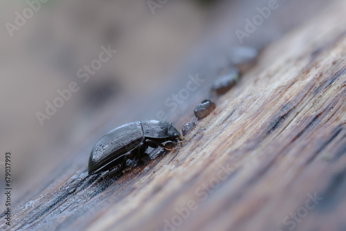 Darkling beetle Nalassus laevioctostriatus under loose bark in winter photo