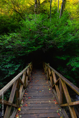 Colorful leaves of trees in autumn  fallen leaves on wooden bridge