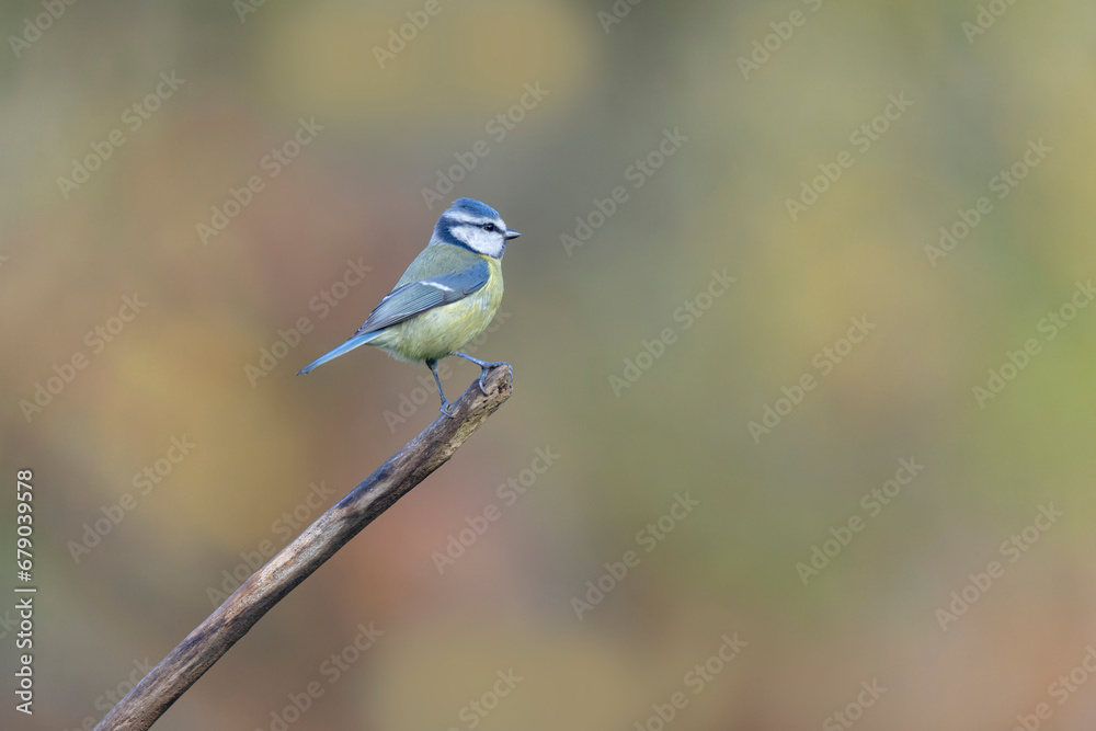 Blue Tit Cyanistes caeruleus perched on a dead branch Blue Tit Cyanistes caeruleus perched on a dead branch