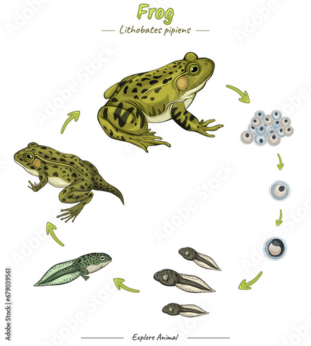 Frog life cycle template